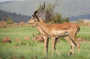 impala (21)
